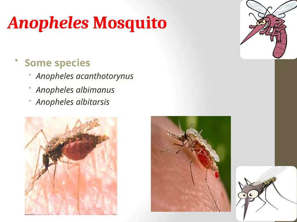 Mosquitoes Amal Almuhanna 2012 Introduction - slide 37 of 54