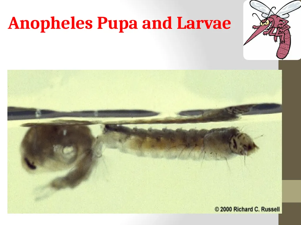 Mosquitoes Amal Almuhanna 2012 Introduction - slide 50 of 54