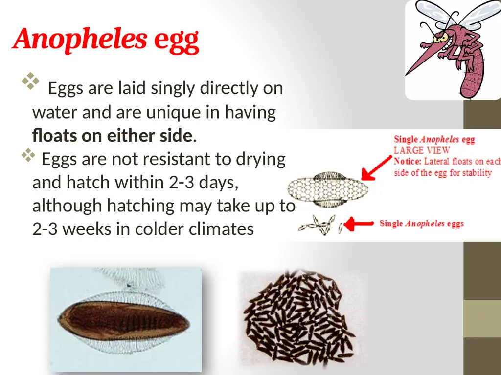 Mosquitoes Amal Almuhanna 2012 Introduction - slide 39 of 54
