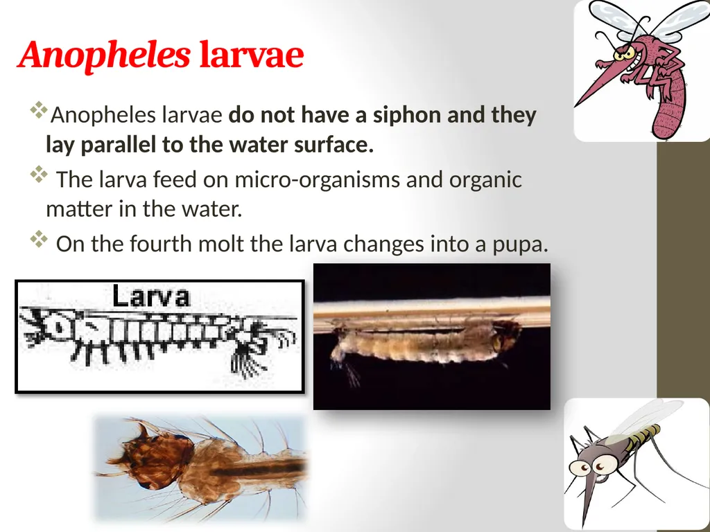 Mosquitoes Amal Almuhanna 2012 Introduction - slide 40 of 54