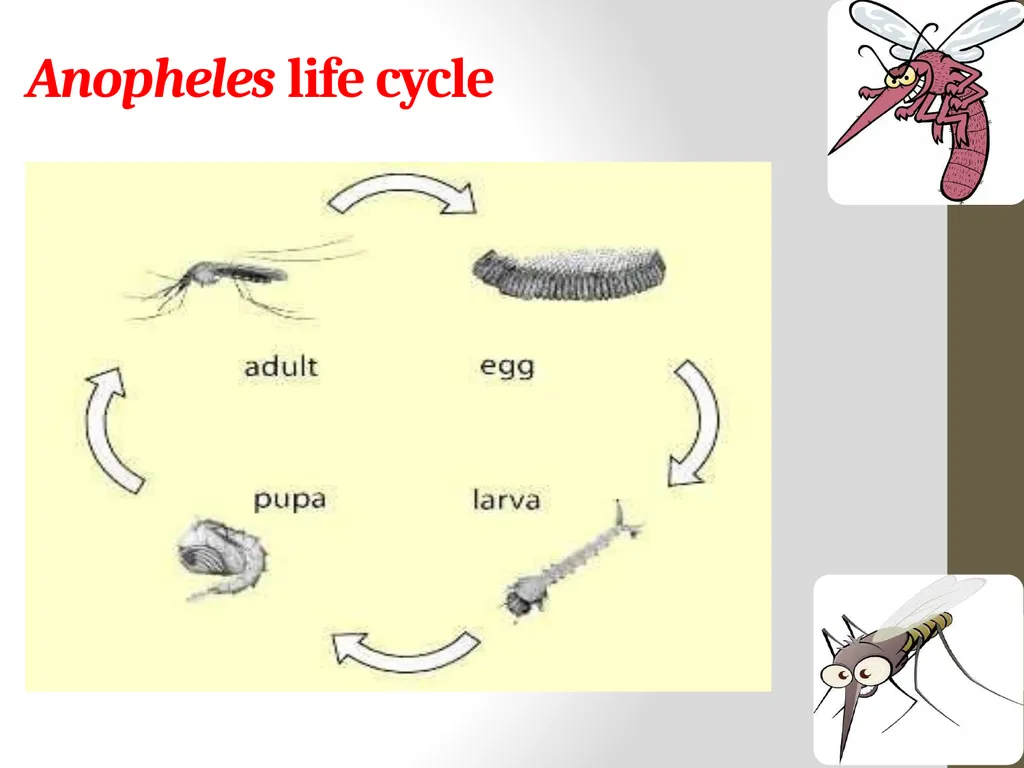 Mosquitoes Amal Almuhanna 2012 Introduction - slide 42 of 54