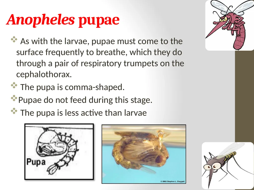 Mosquitoes Amal Almuhanna 2012 Introduction - slide 41 of 54