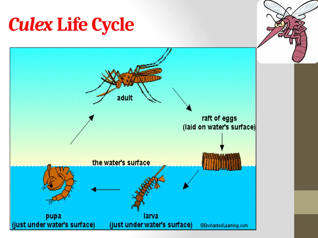 Mosquitoes Amal Almuhanna 2012 Introduction - slide 35 of 54
