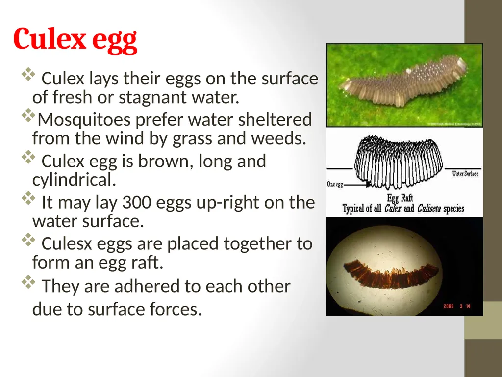 Mosquitoes Amal Almuhanna 2012 Introduction - slide 30 of 54