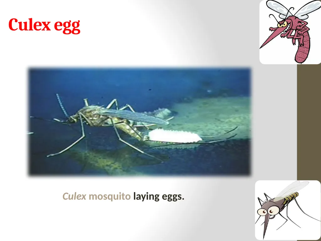 Mosquitoes Amal Almuhanna 2012 Introduction - slide 31 of 54