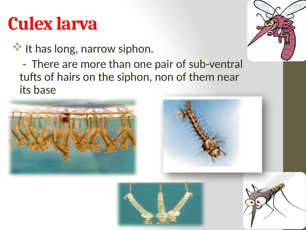 Mosquitoes Amal Almuhanna 2012 Introduction - slide 32 of 54