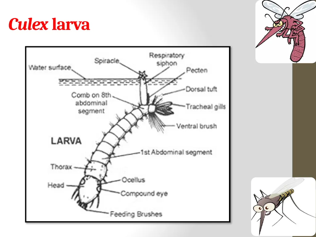 Mosquitoes Amal Almuhanna 2012 Introduction - slide 33 of 54
