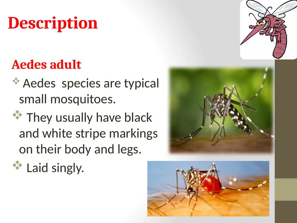 Mosquitoes Amal Almuhanna 2012 Introduction - slide 20 of 54