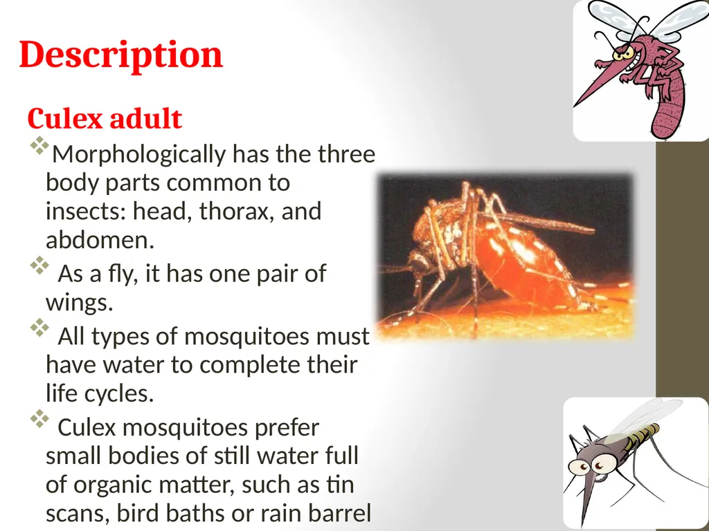 Mosquitoes Amal Almuhanna 2012 Introduction - slide 29 of 54