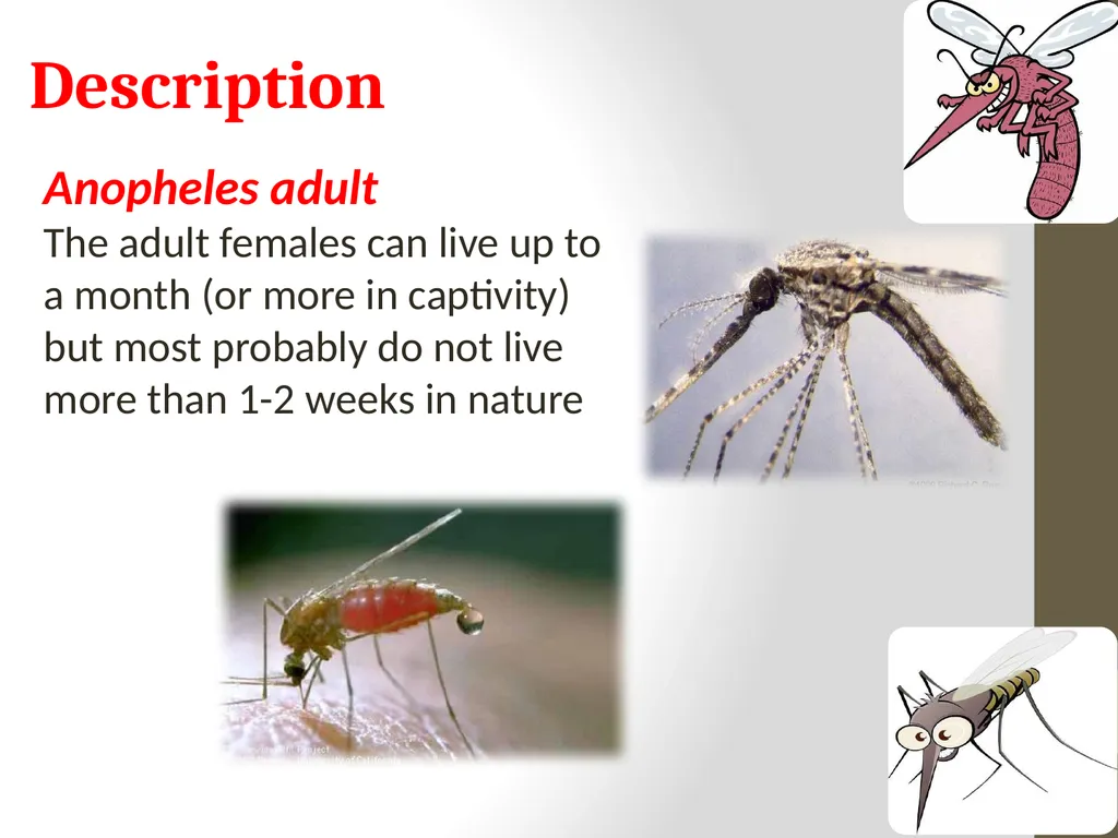 Mosquitoes Amal Almuhanna 2012 Introduction - slide 38 of 54