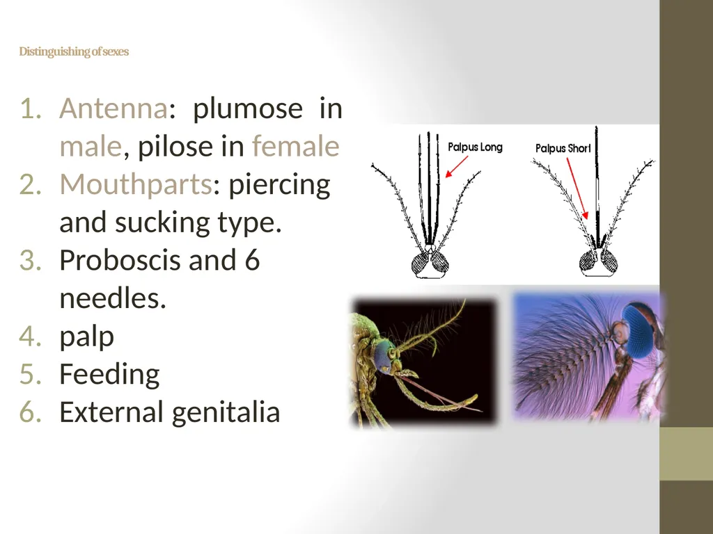 Mosquitoes Amal Almuhanna 2012 Introduction - slide 8 of 54