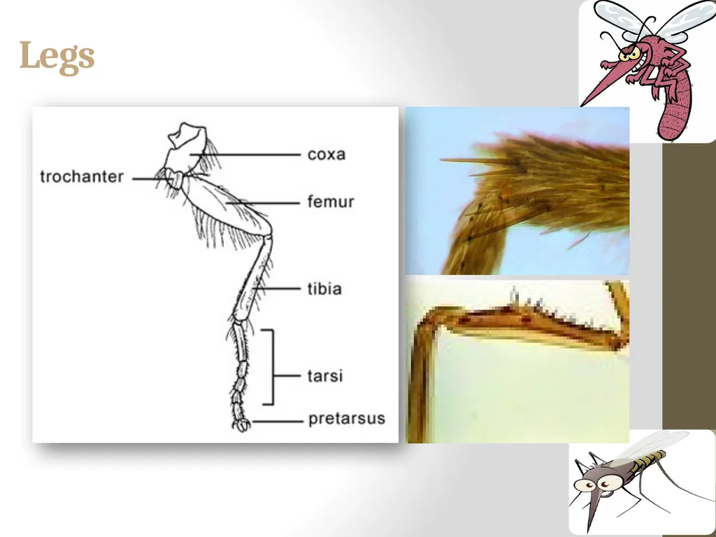 Mosquitoes Amal Almuhanna 2012 Introduction - slide 14 of 54