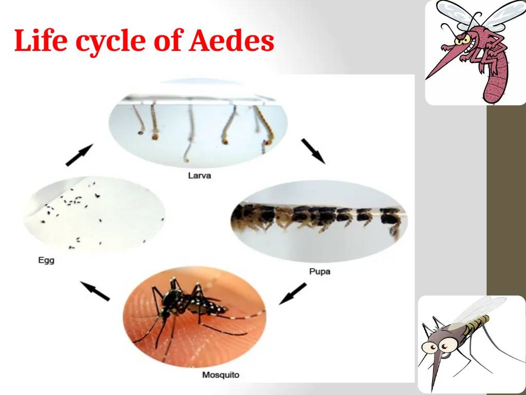 Mosquitoes Amal Almuhanna 2012 Introduction - slide 24 of 54
