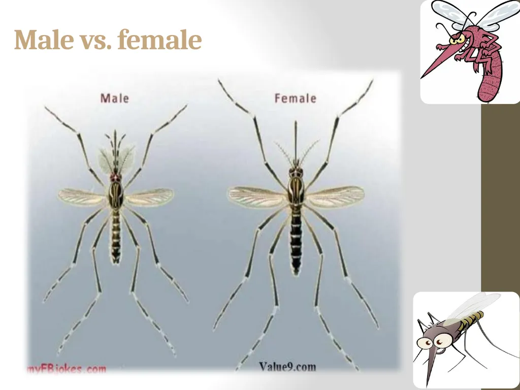 Mosquitoes Amal Almuhanna 2012 Introduction - slide 7 of 54