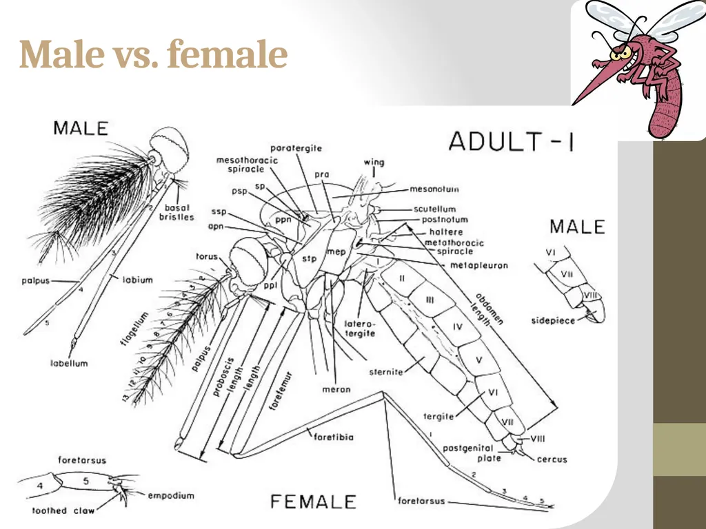 Mosquitoes Amal Almuhanna 2012 Introduction - slide 9 of 54