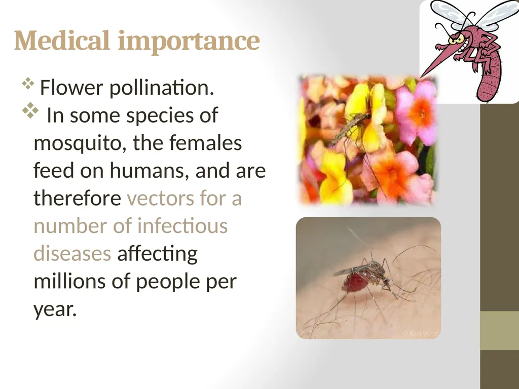 Mosquitoes Amal Almuhanna 2012 Introduction - slide 18 of 54