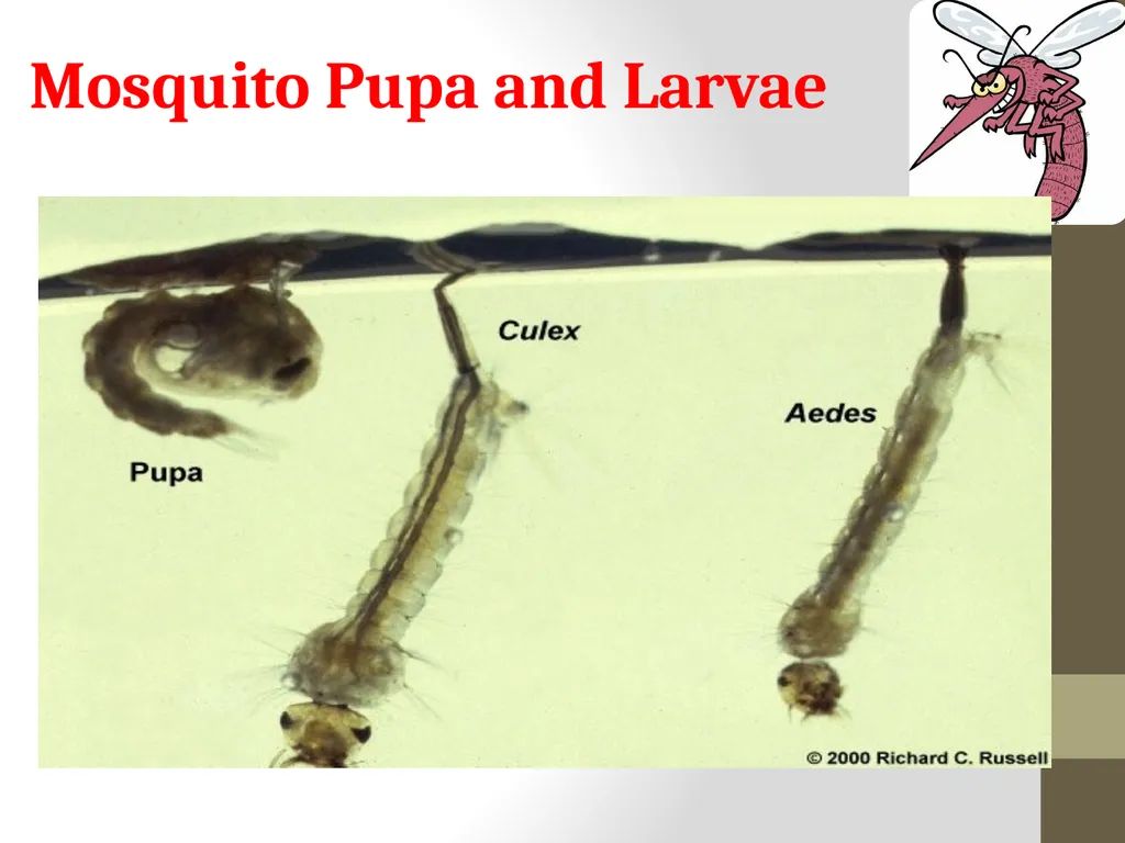 Mosquitoes Amal Almuhanna 2012 Introduction - slide 49 of 54