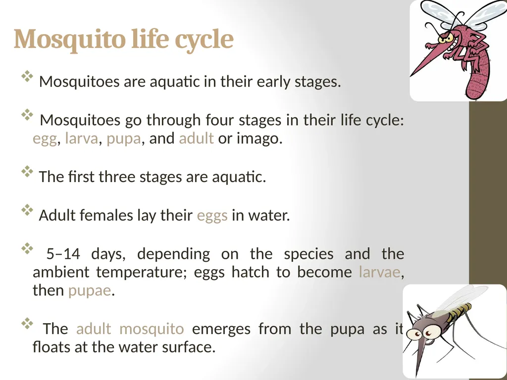 Mosquitoes Amal Almuhanna 2012 Introduction - slide 17 of 54