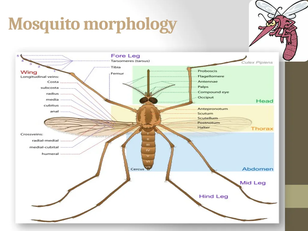 Mosquitoes Amal Almuhanna 2012 Introduction - slide 4 of 54