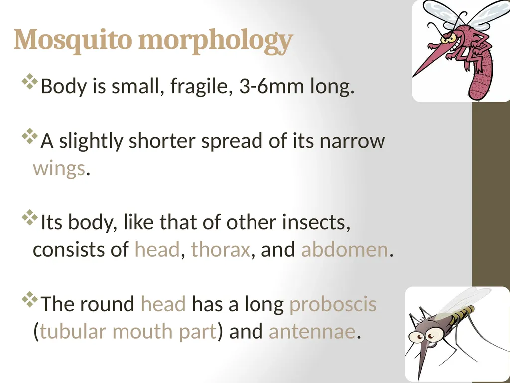 Mosquitoes Amal Almuhanna 2012 Introduction - slide 5 of 54
