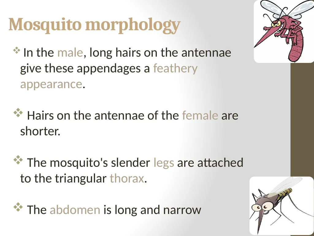 Mosquitoes Amal Almuhanna 2012 Introduction - slide 6 of 54