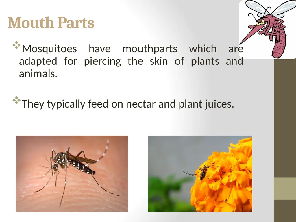 Mosquitoes Amal Almuhanna 2012 Introduction - slide 10 of 54