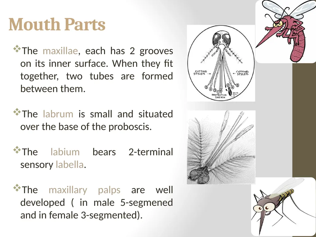 Mosquitoes Amal Almuhanna 2012 Introduction - slide 12 of 54