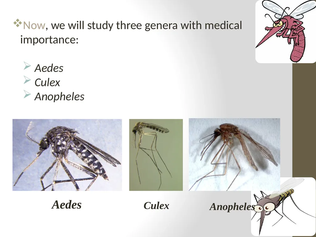 Mosquitoes Amal Almuhanna 2012 Introduction - slide 19 of 54