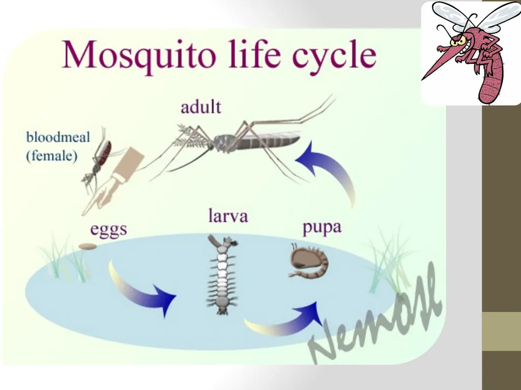 Mosquitoes Amal Almuhanna 2012 Introduction - slide 15 of 54