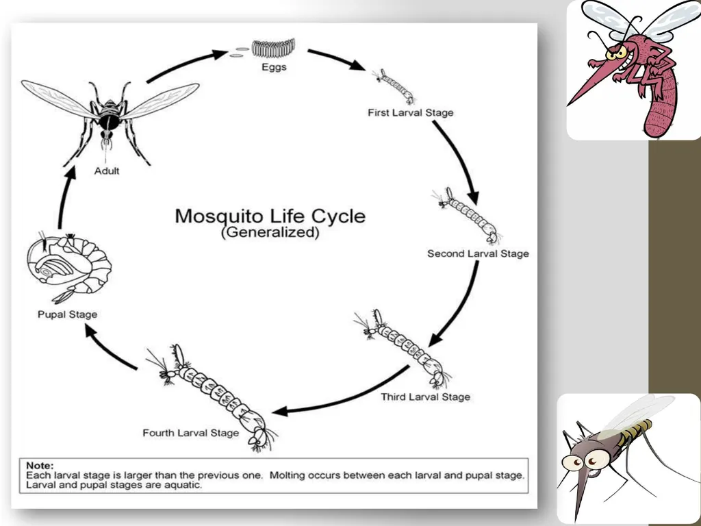 Mosquitoes Amal Almuhanna 2012 Introduction - slide 16 of 54