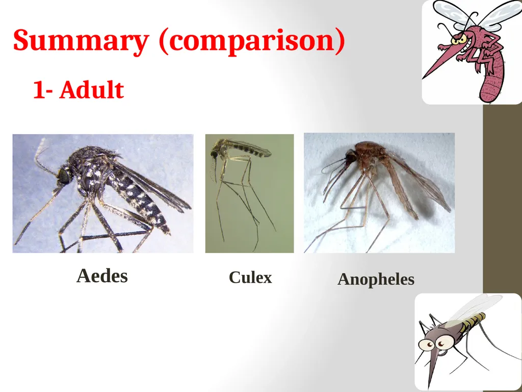 Mosquitoes Amal Almuhanna 2012 Introduction - slide 44 of 54