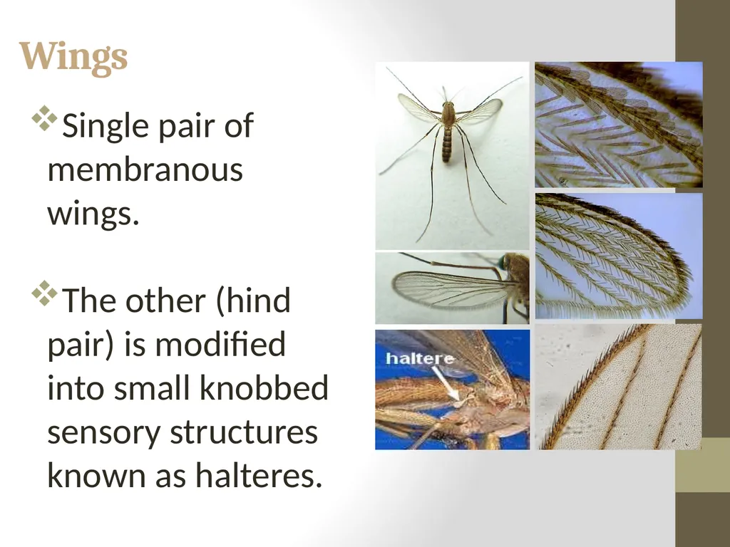 Mosquitoes Amal Almuhanna 2012 Introduction - slide 13 of 54