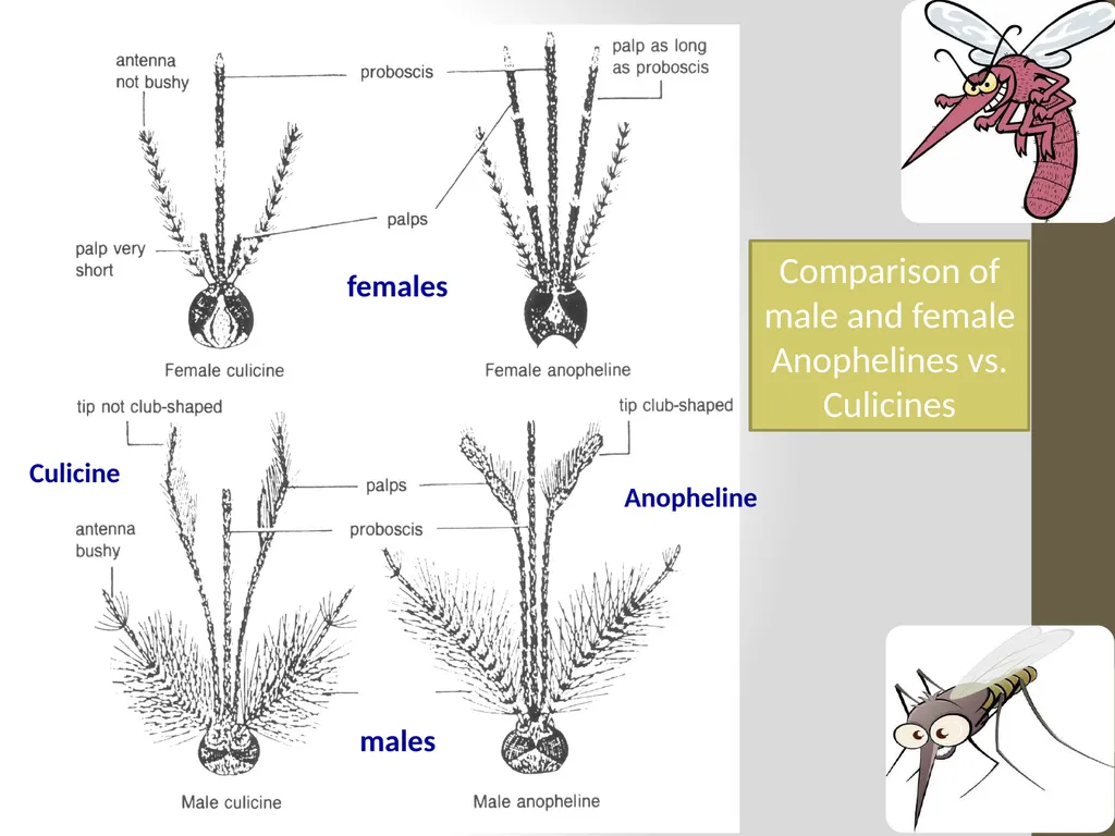 Mosquitoes Amal Almuhanna 2012 Introduction - slide 52 of 54