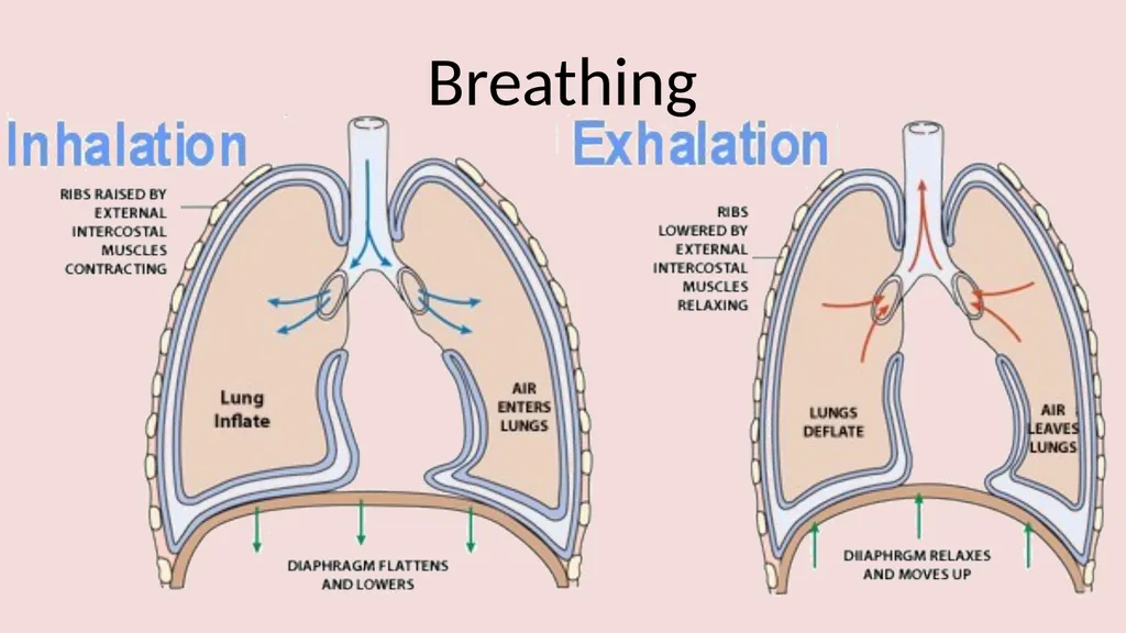 The lungs and breathing Learning objectives Define - slide 7 of 8