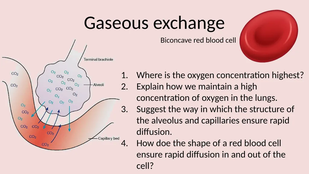 The lungs and breathing Learning objectives Define - slide 8 of 8