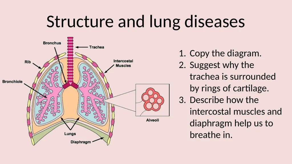 The lungs and breathing Learning objectives Define - slide 3 of 8