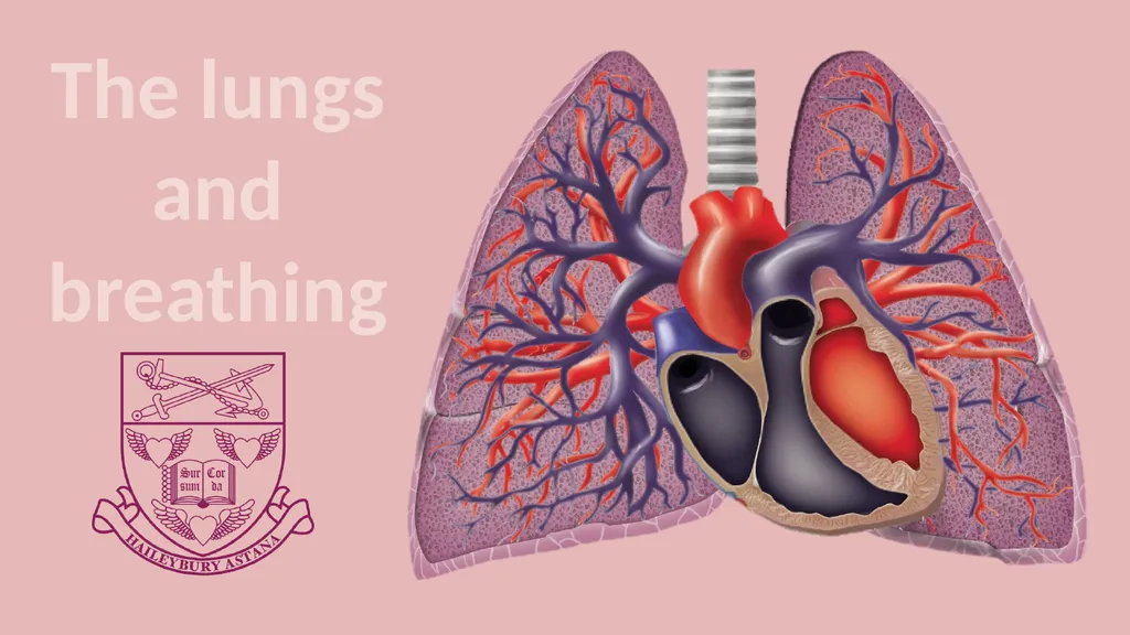 The lungs and breathing Learning objectives Define - slide 1 of 8