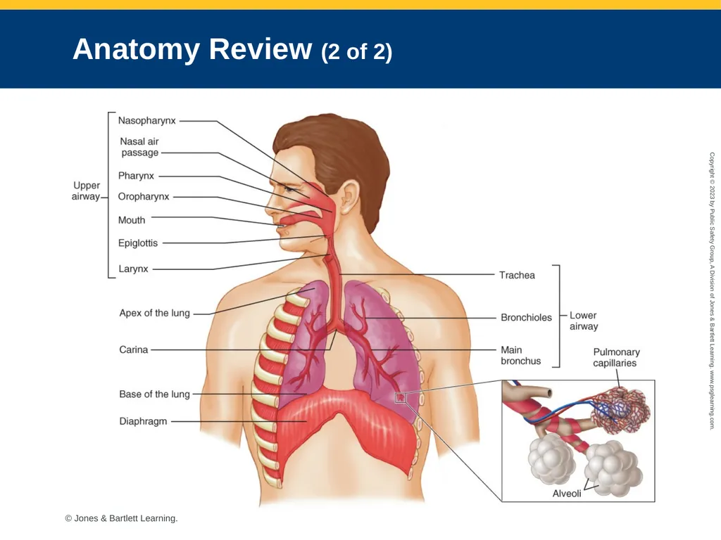 Airway Management CHAPTER 11: Focused Lecture - slide 10 of 139