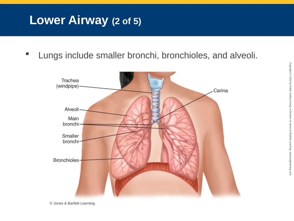 Airway Management CHAPTER 11: Focused Lecture - slide 17 of 139