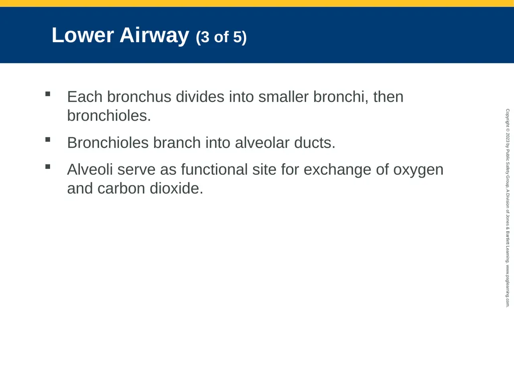 Airway Management CHAPTER 11: Focused Lecture - slide 18 of 139