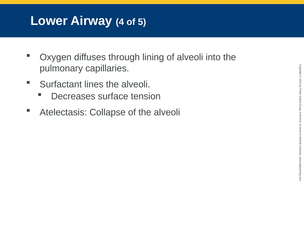 Airway Management CHAPTER 11: Focused Lecture - slide 19 of 139