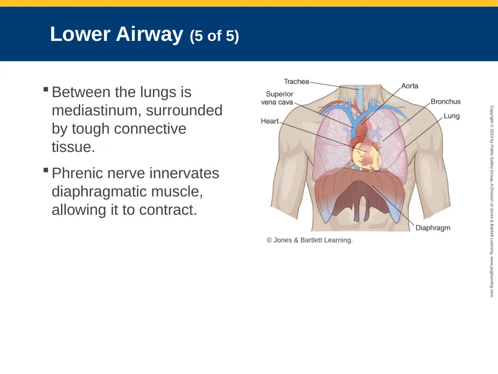 Airway Management CHAPTER 11: Focused Lecture - slide 20 of 139