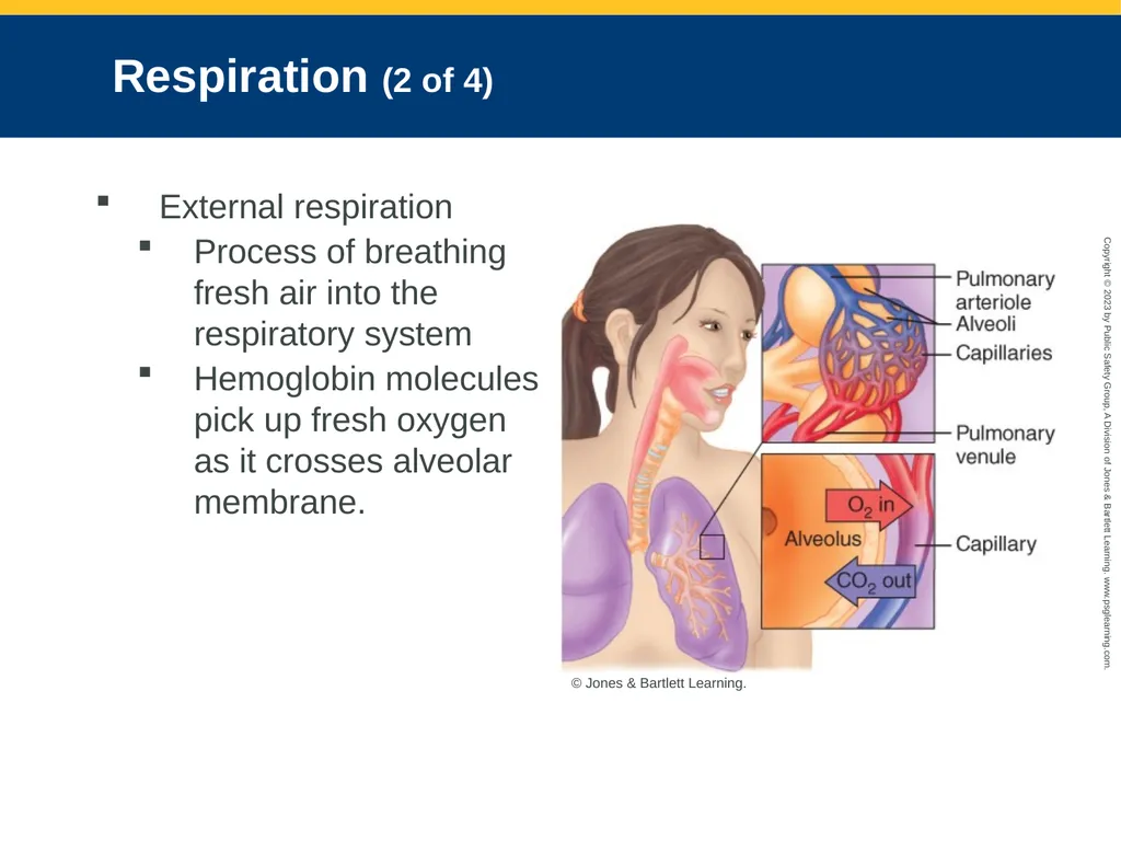 Airway Management CHAPTER 11: Focused Lecture - slide 29 of 139