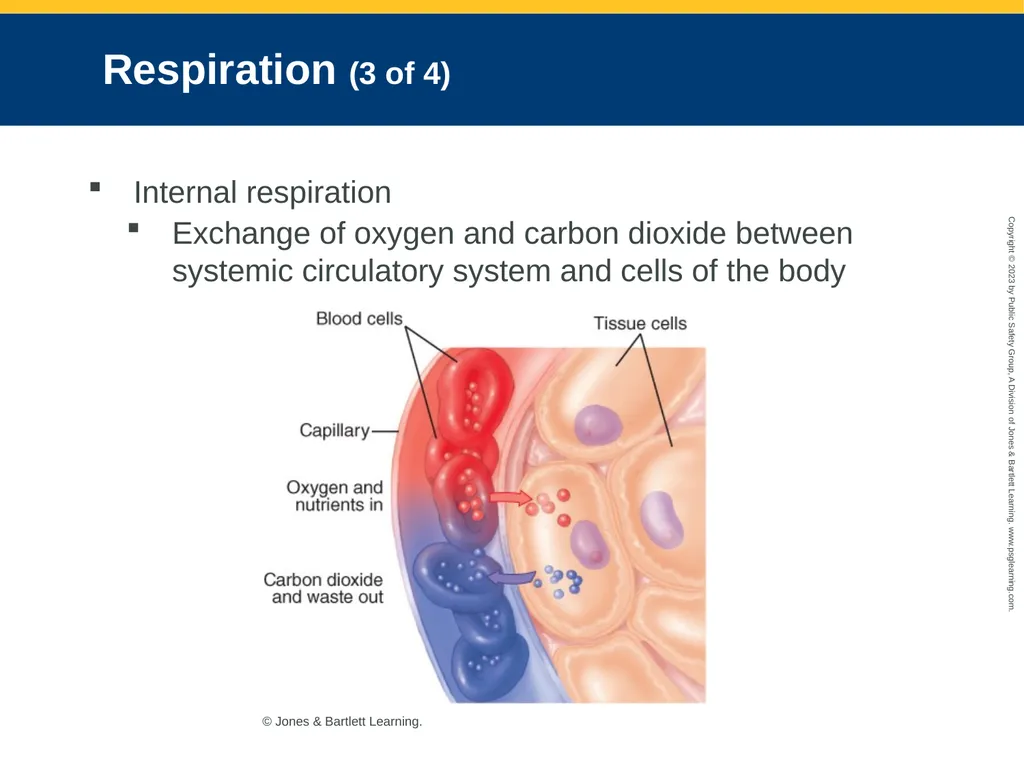 Airway Management CHAPTER 11: Focused Lecture - slide 30 of 139