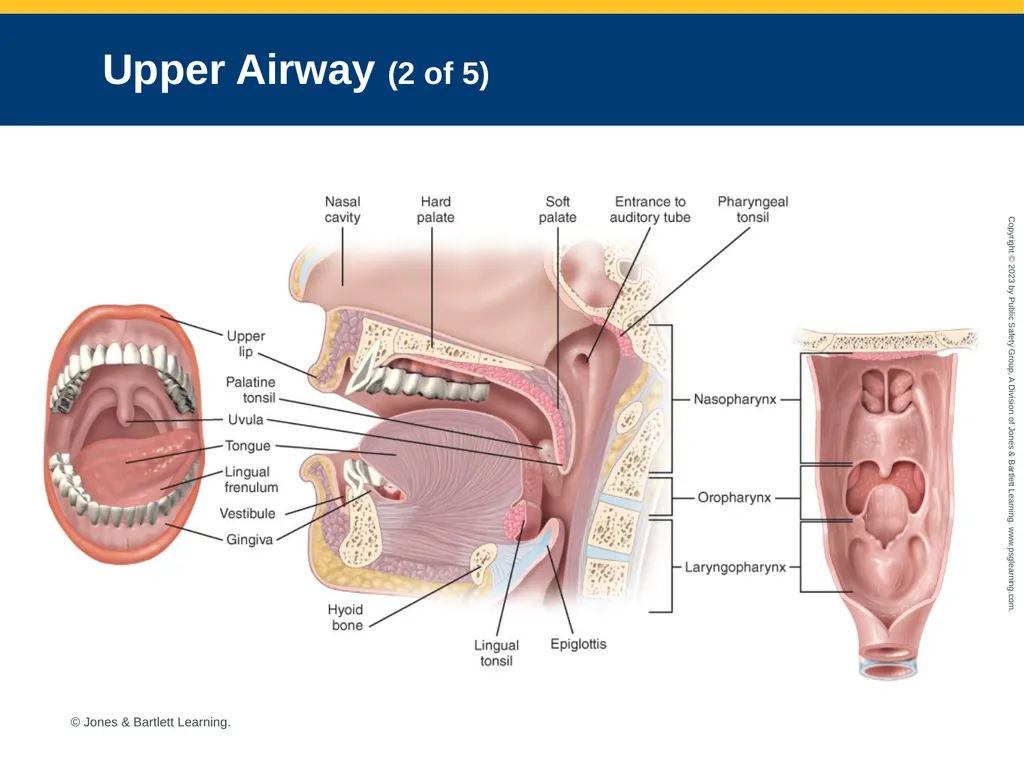 Airway Management CHAPTER 11: Focused Lecture - slide 12 of 139
