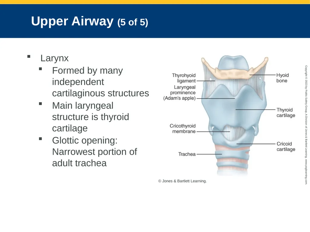 Airway Management CHAPTER 11: Focused Lecture - slide 15 of 139