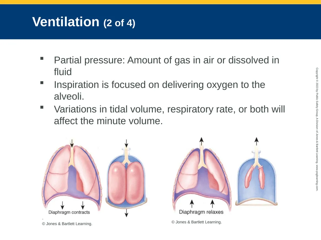 Airway Management CHAPTER 11: Focused Lecture - slide 24 of 139