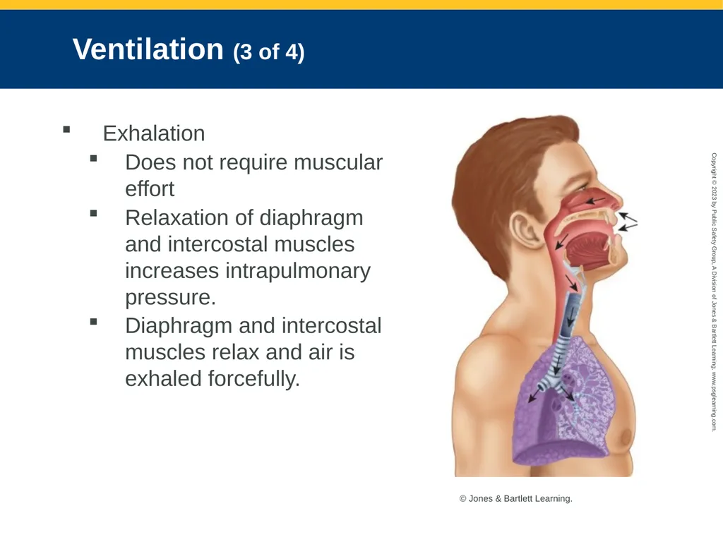Airway Management CHAPTER 11: Focused Lecture - slide 25 of 139