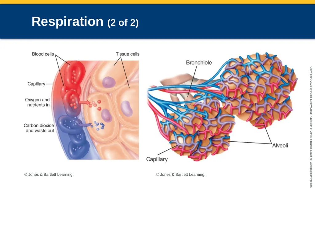 Respiratory Emergencies CHAPTER 17: Focused - slide 12 of 106