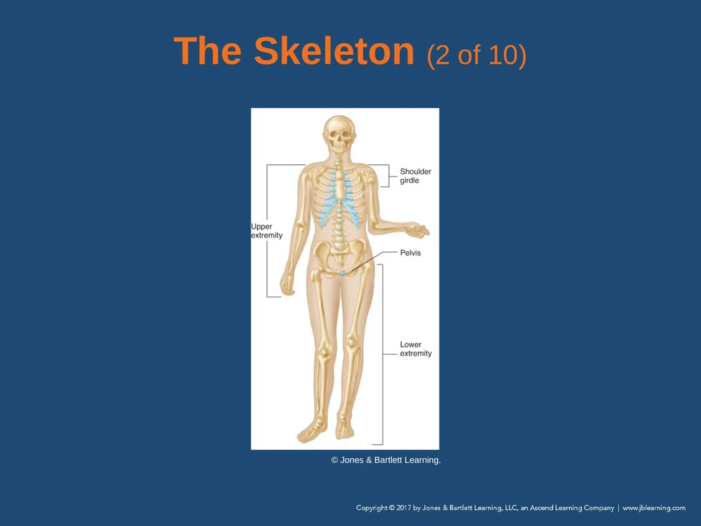 Chapter 31 Orthopaedic Injuries National EMS - slide 15 of 152